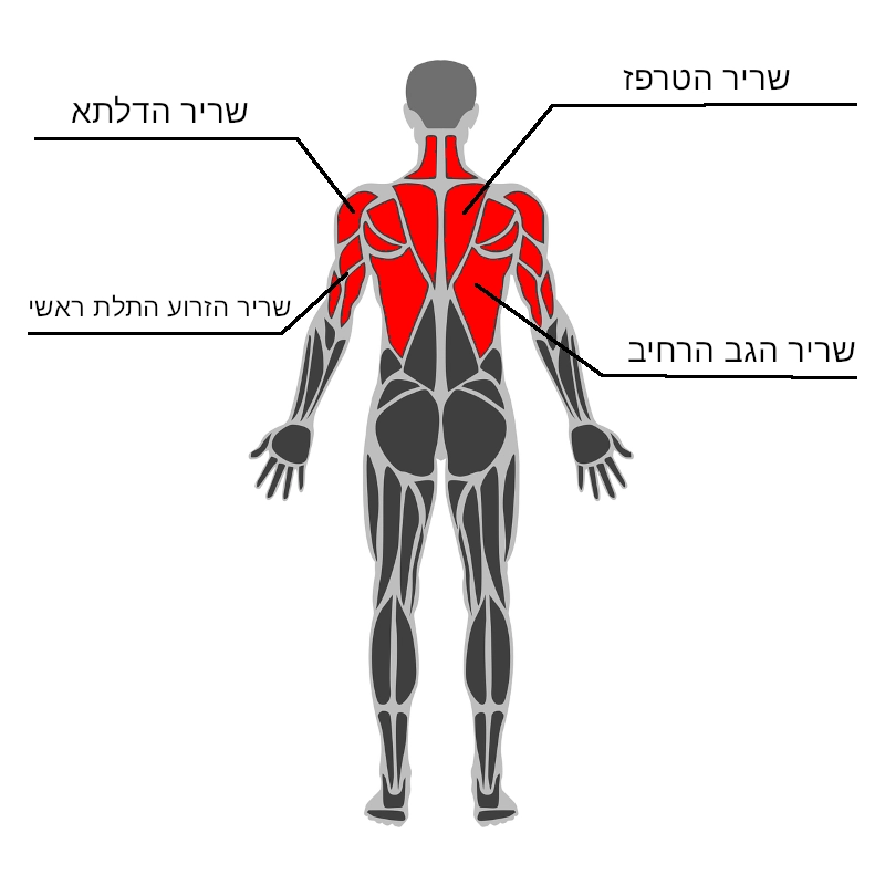 פלג גוף עליון - מבט אחורי