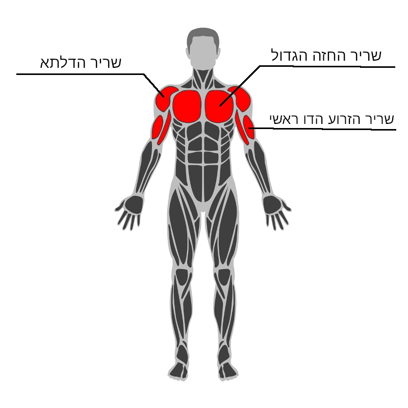 פלג גוף עליון - מבט קדמי