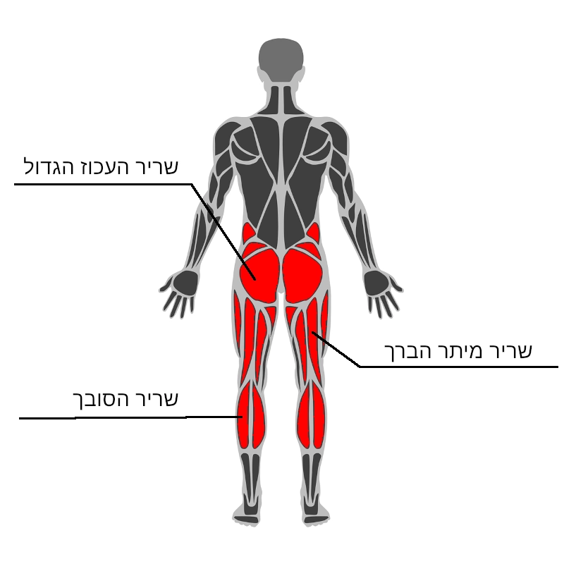 פלג גוף תחתון - מבט אחורי