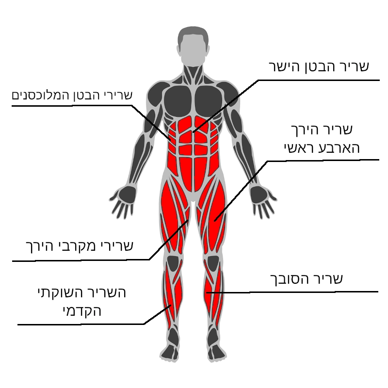 פלג גוף תחתון - מבט קדמי